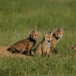 Gli animali della Riserva - Territorio Pian di Spagna