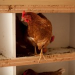 Le nostre galline ovaiole - Allevamenti bio Cascina Borgofrancone