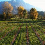 Le nostre coltivazioni Bio fotografate con Drone